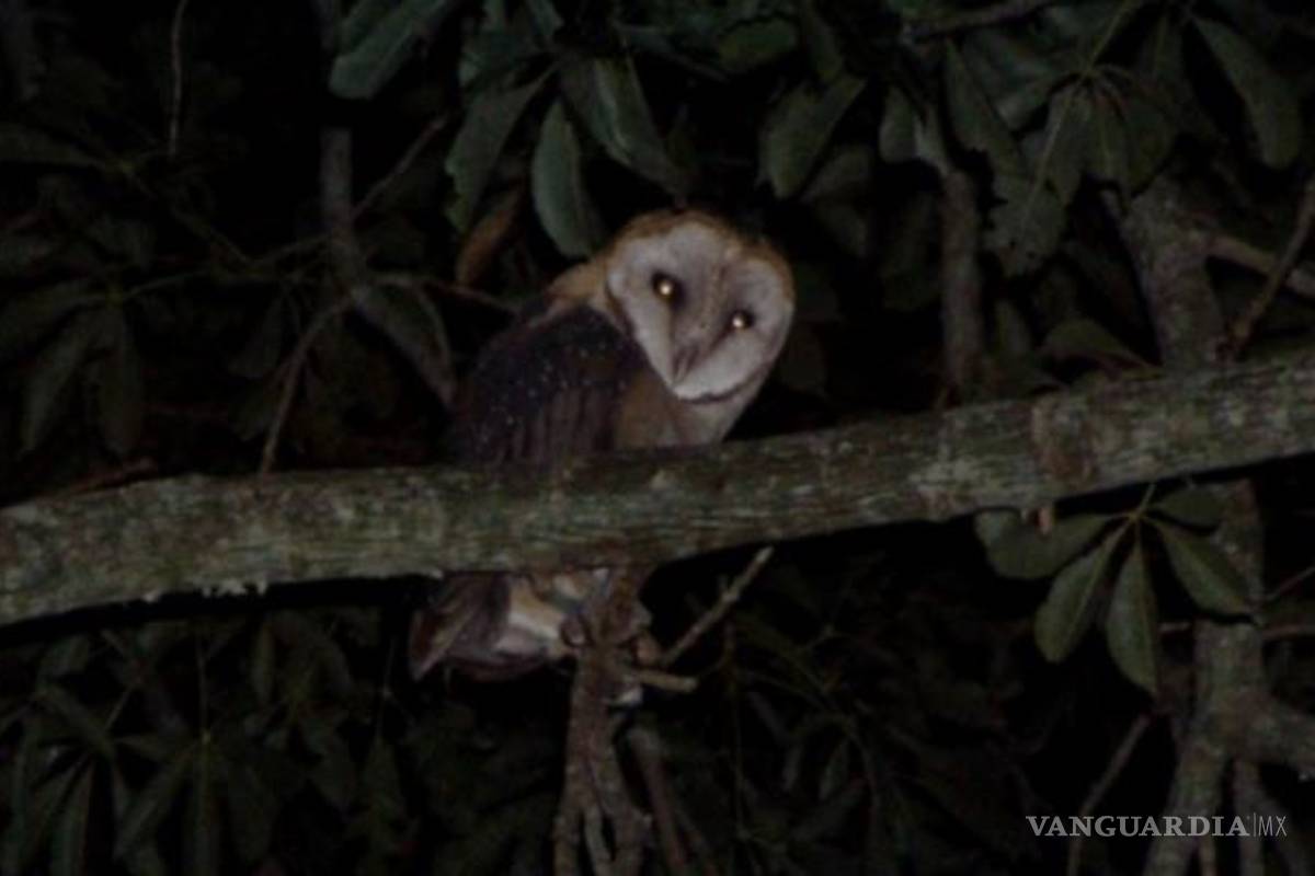 Mitos y Leyendas: Las doce verdades... la fórmula mágica para defenderse de las brujas