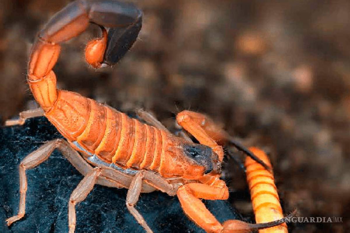 $!Veneno de escorpión azul: Una esperanza contra el cáncer