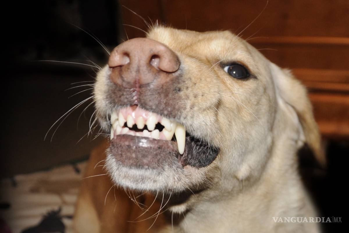 Perros devoran cadáver de mujer en Coahuila