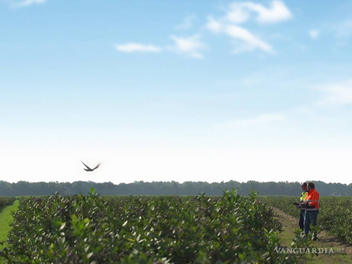 $!“Robird”, el robot halcón que cuida del aeropuerto de Edmonton en Canadá