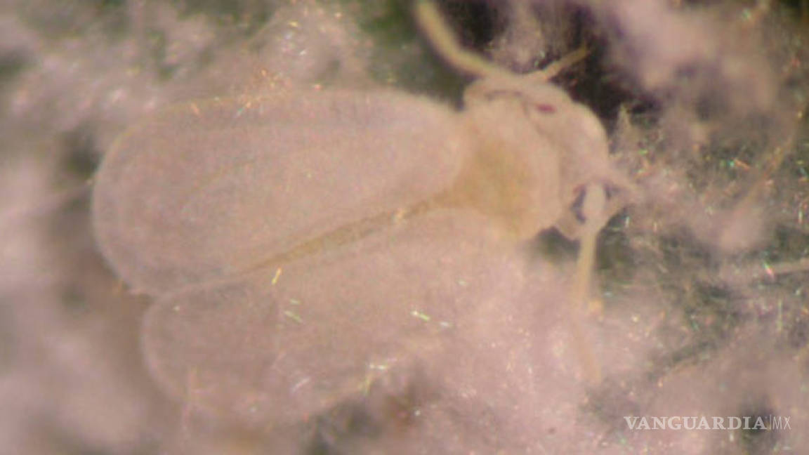La mosca blanca, la plaga que amenaza a la agricultura mundial