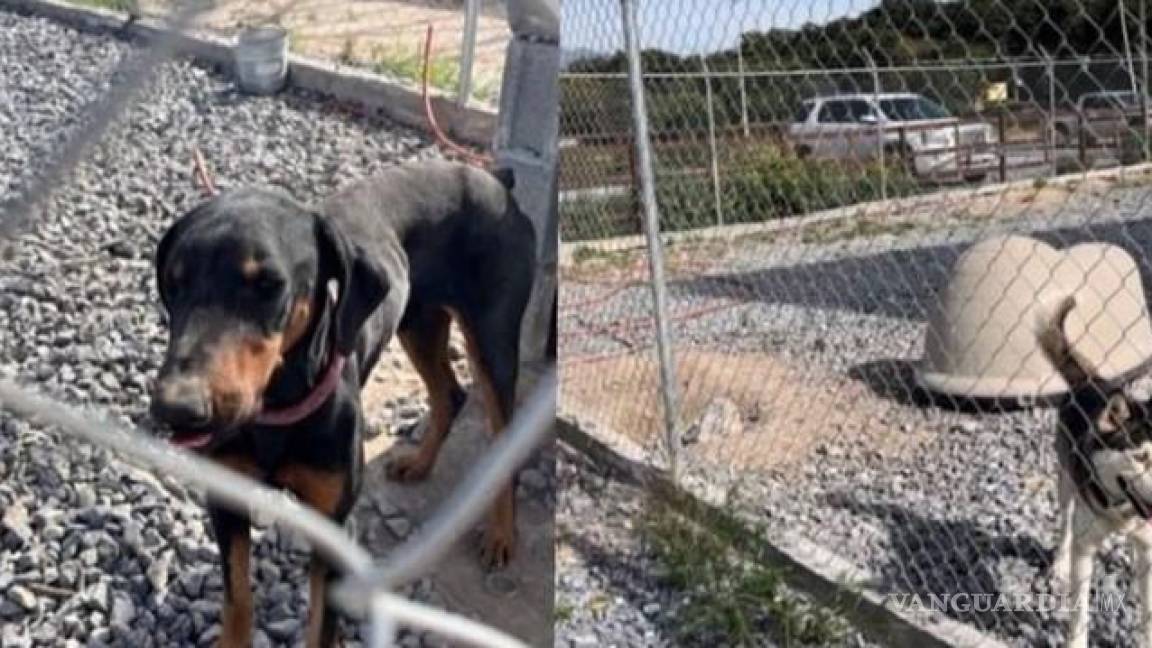 Asociación denuncia perritos abandonados en terreno del bulevar Colosio de Saltillo