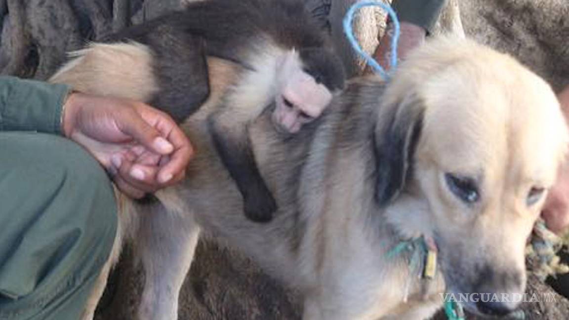 $!Perrita callejera adopta a mono y se resisten a ser separados (VIDEO)