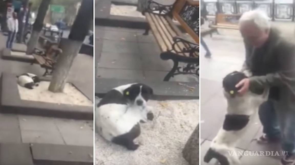 El tierno momento en que un perro se reencuentra con su amo, tras vagar tres años en las calles