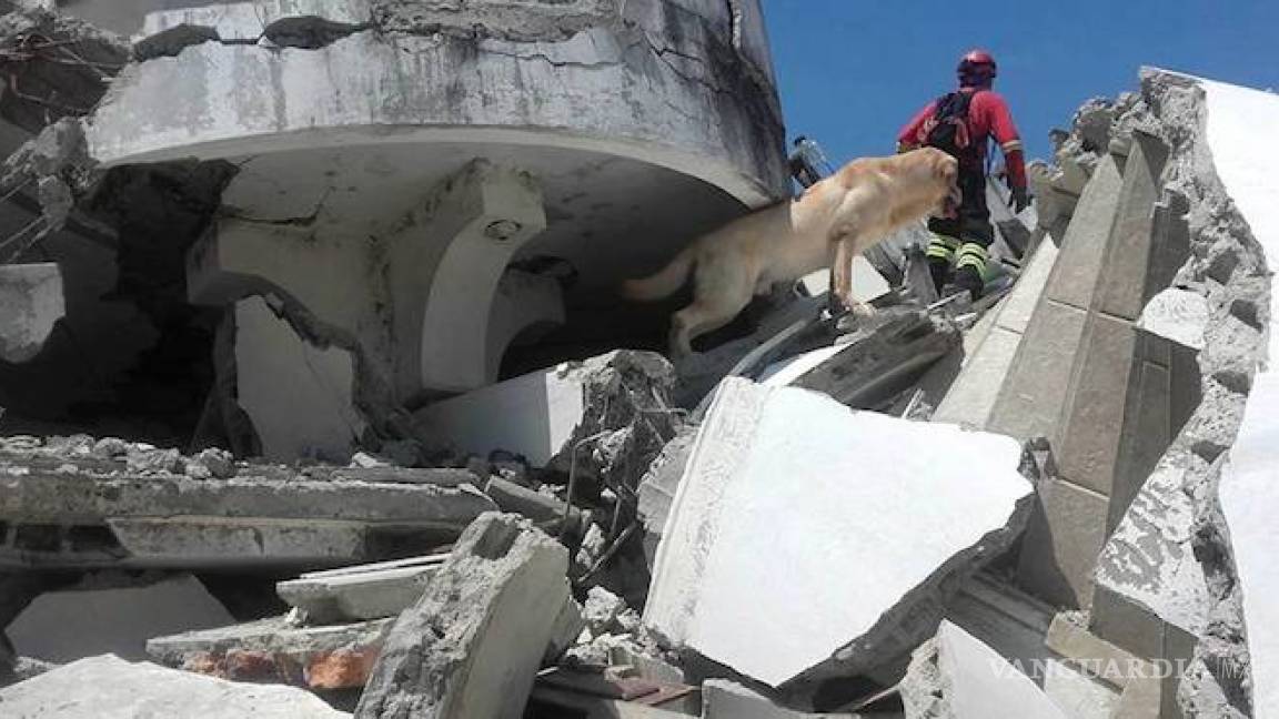 Dayko, el perro que ayudó a salvar vidas en Ecuador, muere durante misión
