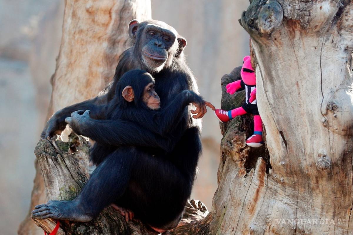 $!¿Cuándo los humanos y los simios se separaron?