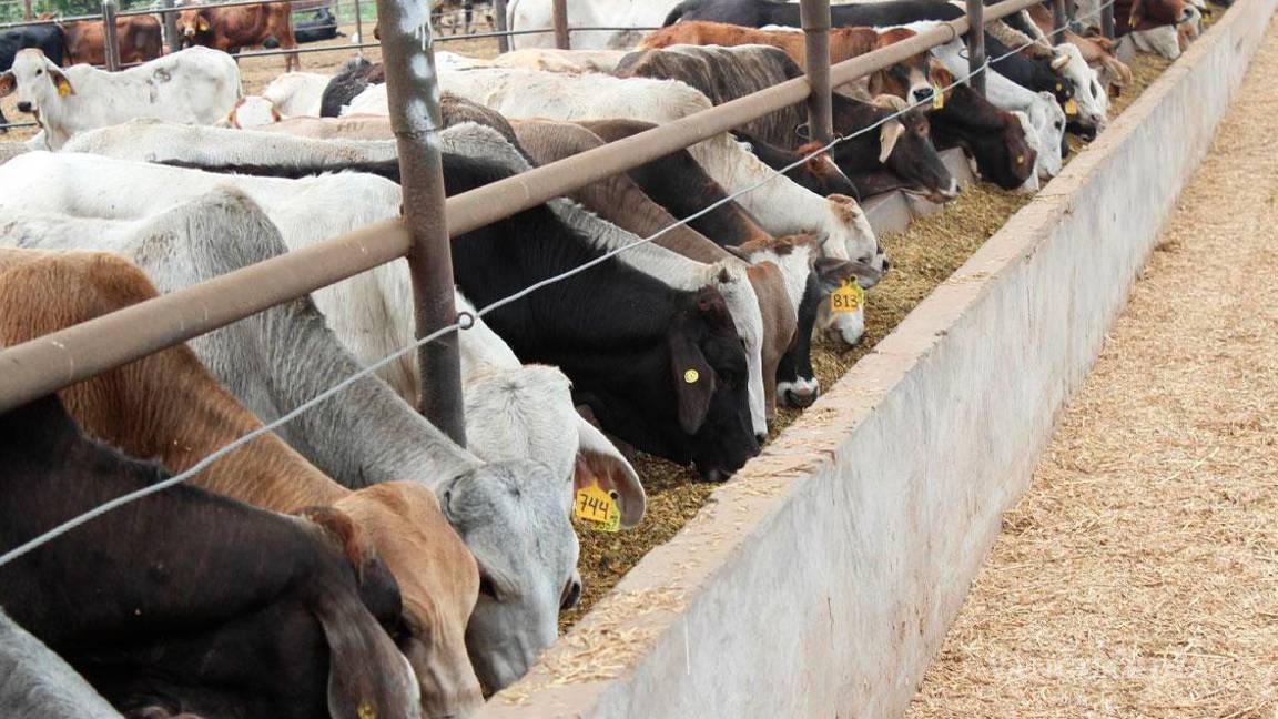 $!Productores de ganado del norte de México afirman que es imposible que ganado mexicano con gusano barrenador que ingrese a Estados Unidos.