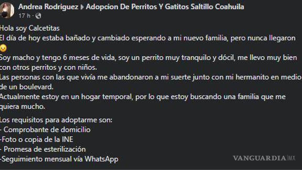 $!La adopción de Calcetitas implica compromisos como comprobante de domicilio, foto de la INE, promesa de esterilización y seguimiento mensual vía WhatsApp.