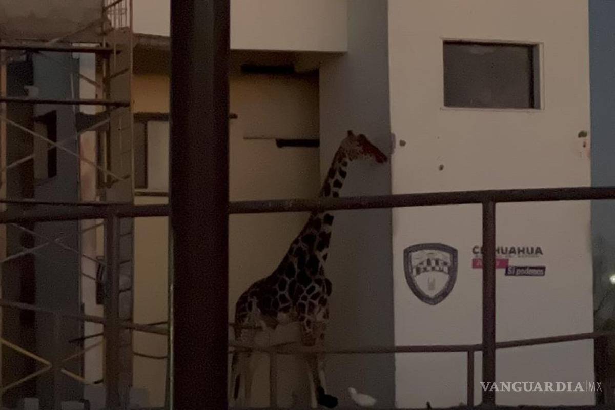 $!Rescatan a la jirafa Benito, tras sufrir por malas condiciones en Chihuahua