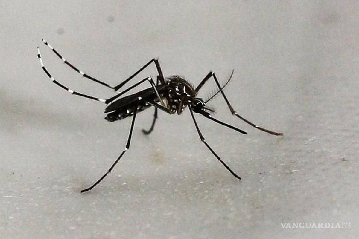 Saltillo: confirman dos casos de dengue en ejido Cuautla