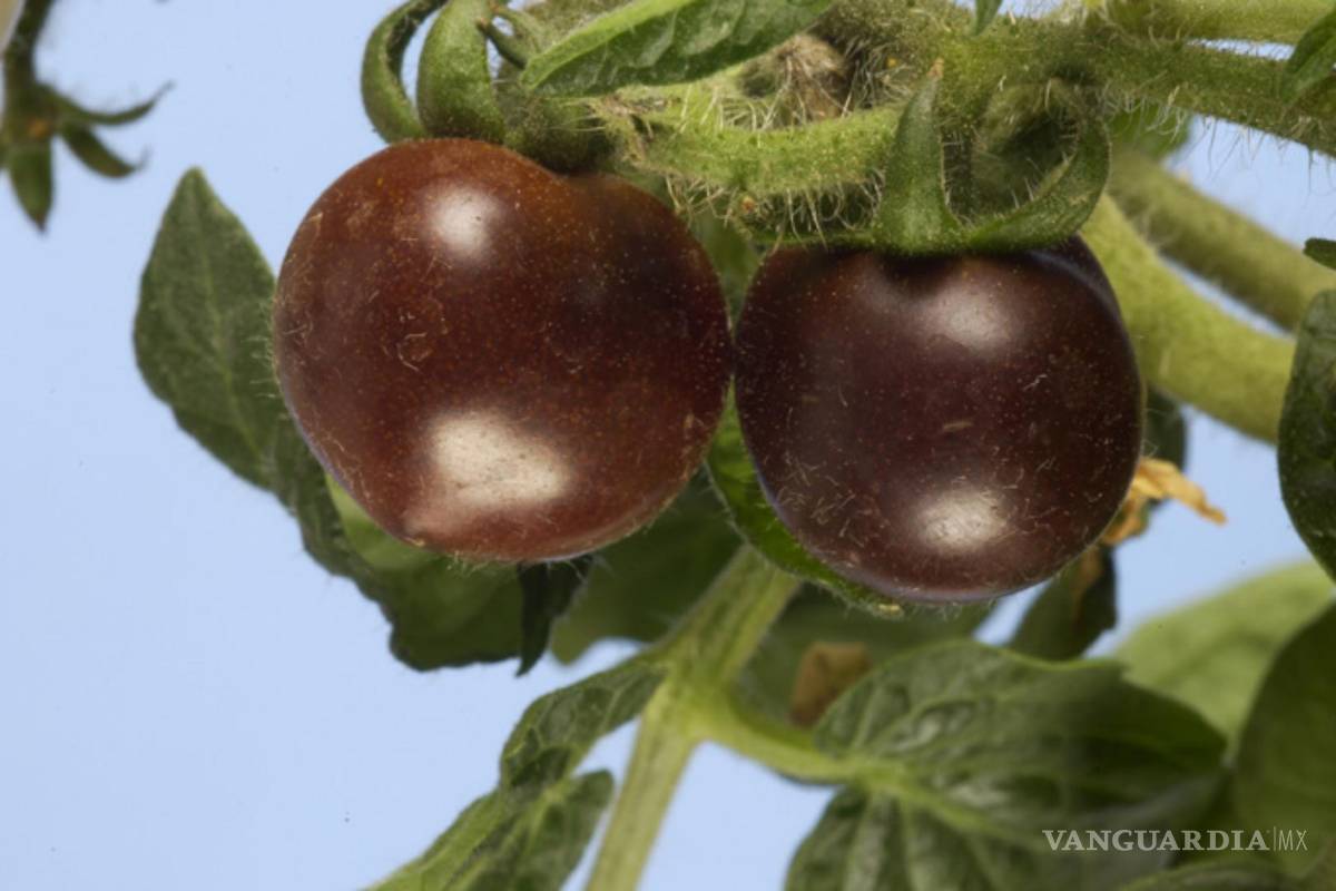 USDA da luz verde al primer tomate morado modificado genéticamente
