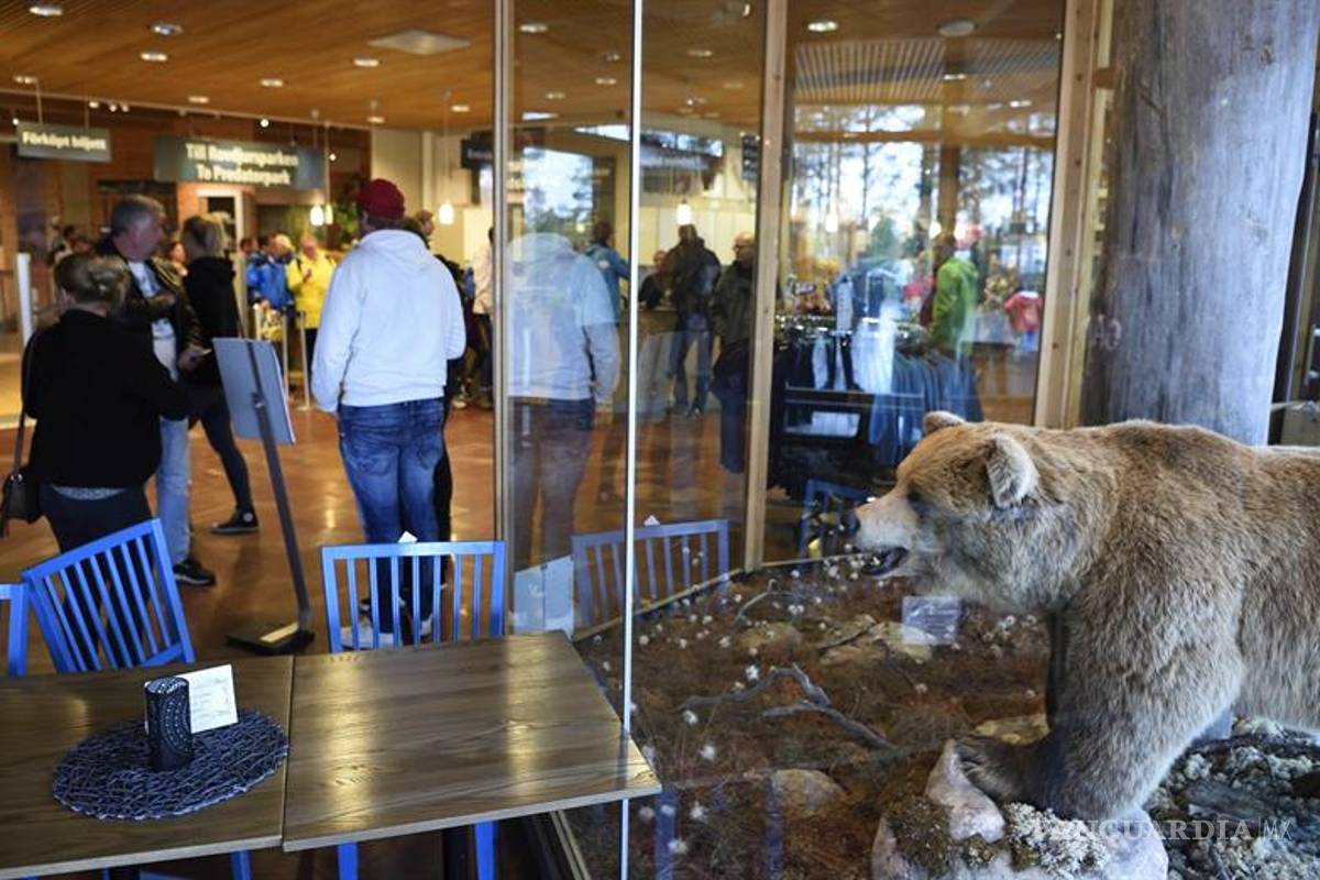 Oso pardo mata a cuidador en zoo de Suecia