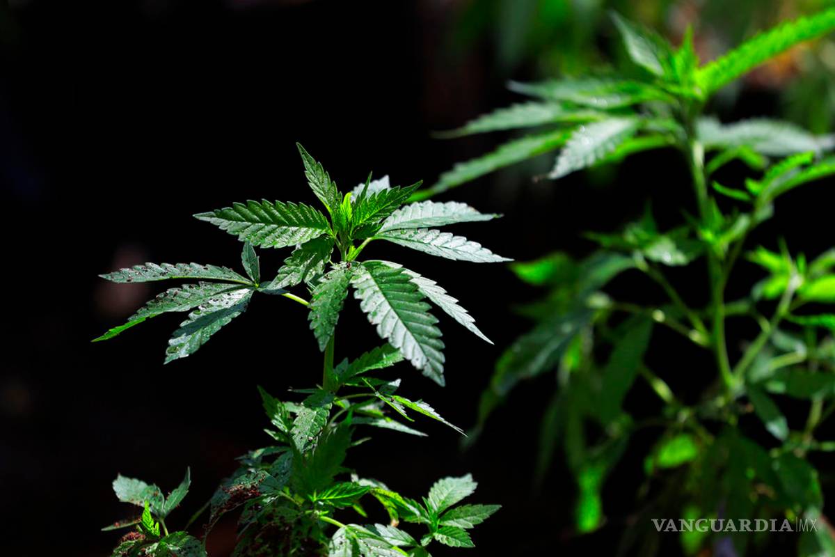 EU: Alertan sobre productos de mariguana sintética