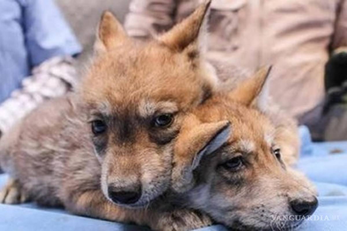 Gana Lobos título de Conferencia Norte de la ONEFA