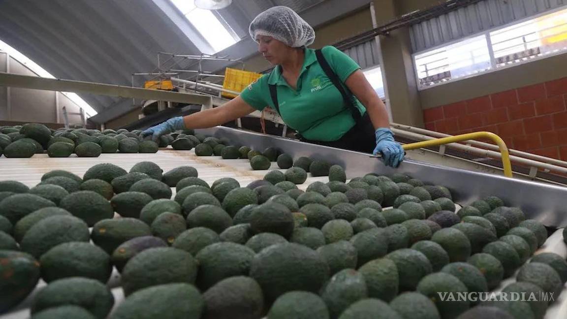 $!En febrero pasado ya se había presentado otra prohibición de EU a la compra de aguacate mexicano.