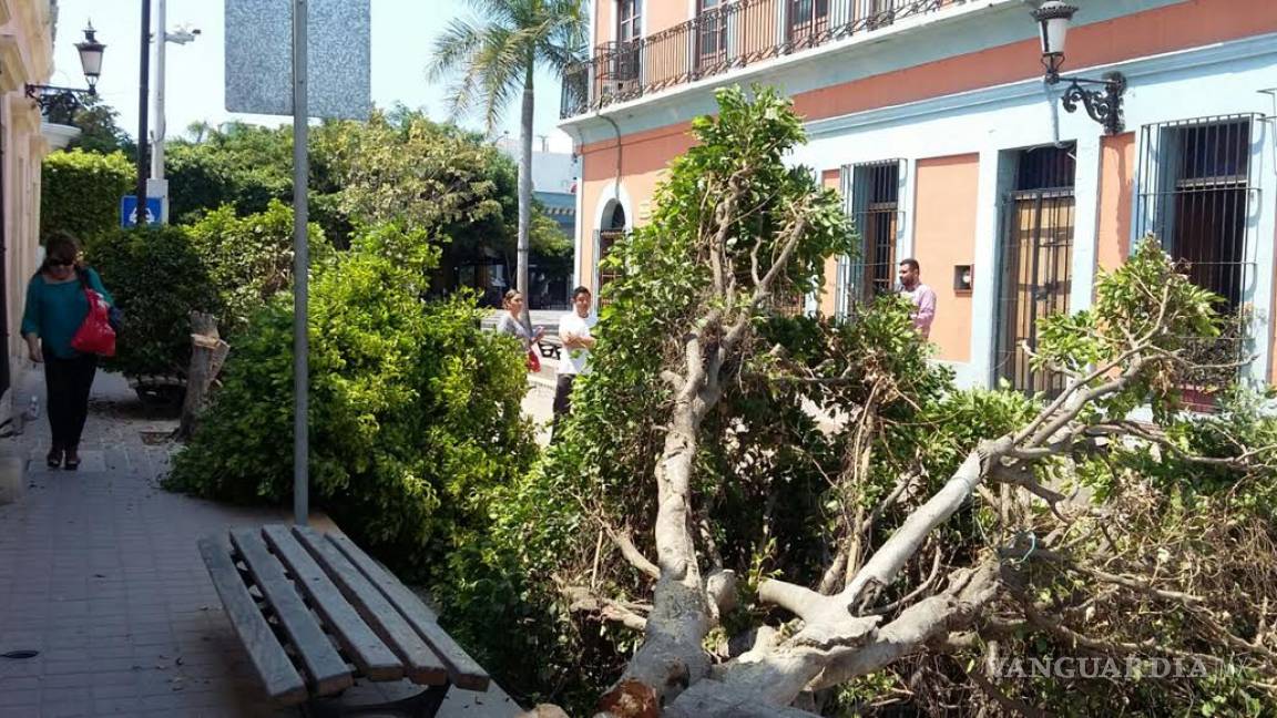 Denuncian ecocidio en Mazatlán, empresa cortó árboles sanos en Centro Histórico