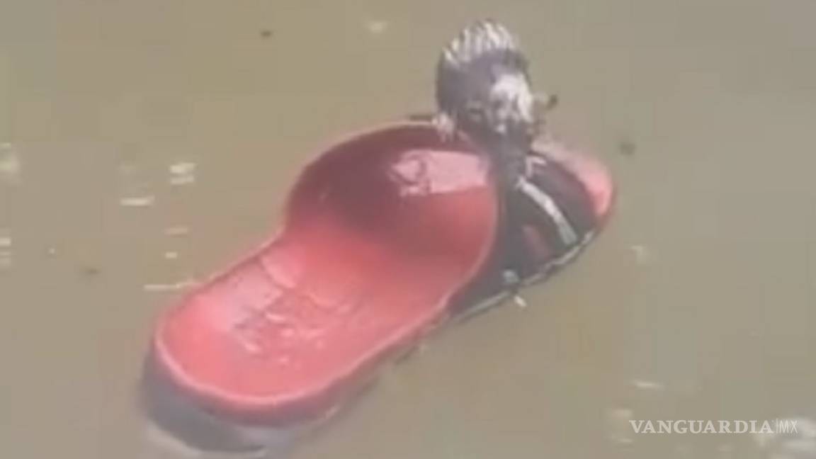 Como en Titanic: rata se salva de morir ahogada subiendo a sandalia en NL