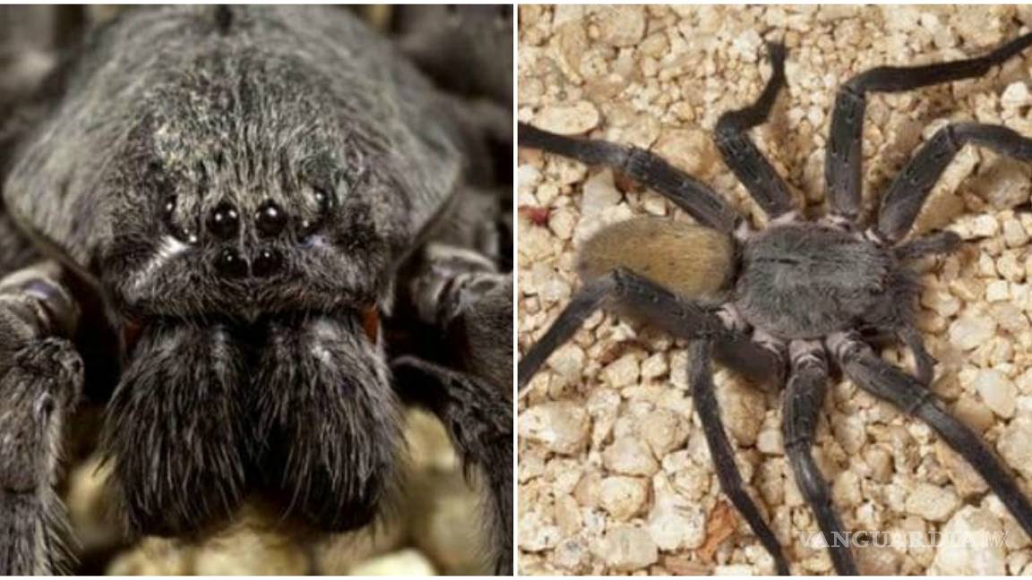 Descubren una nueva especie de araña gigante en México