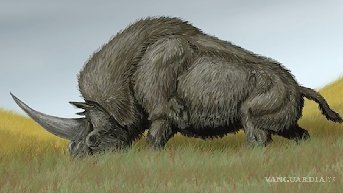$!Estudio revela que los unicornios de hace 26 mil años se parecían más a los rinocerontes
