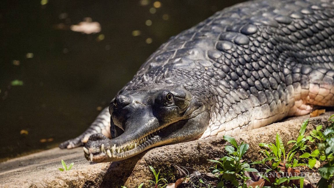 Buscan evitar la extinción del gavial, un reptil del Sur de Asia