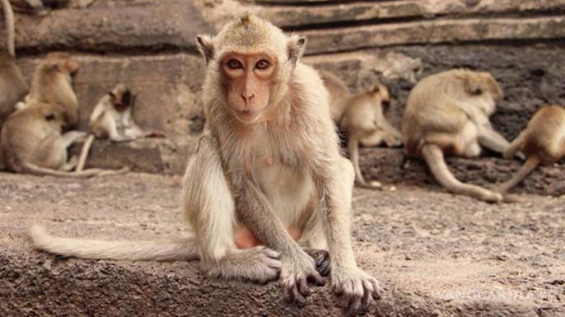 Un gupo de monos roban muestras de sangre de pacientes con COVID-19 en India