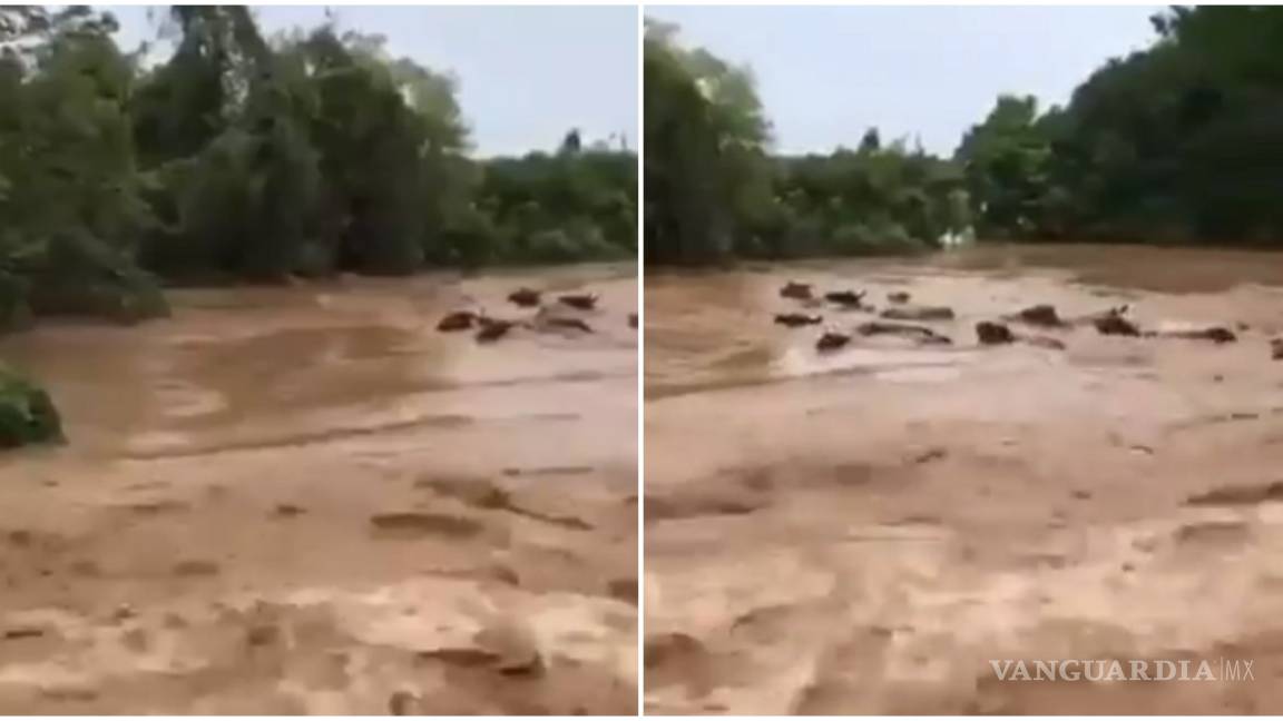 Vacas son arrastradas por río en Zacualpan, Nayarit tras paso de 'Hanna' (video)