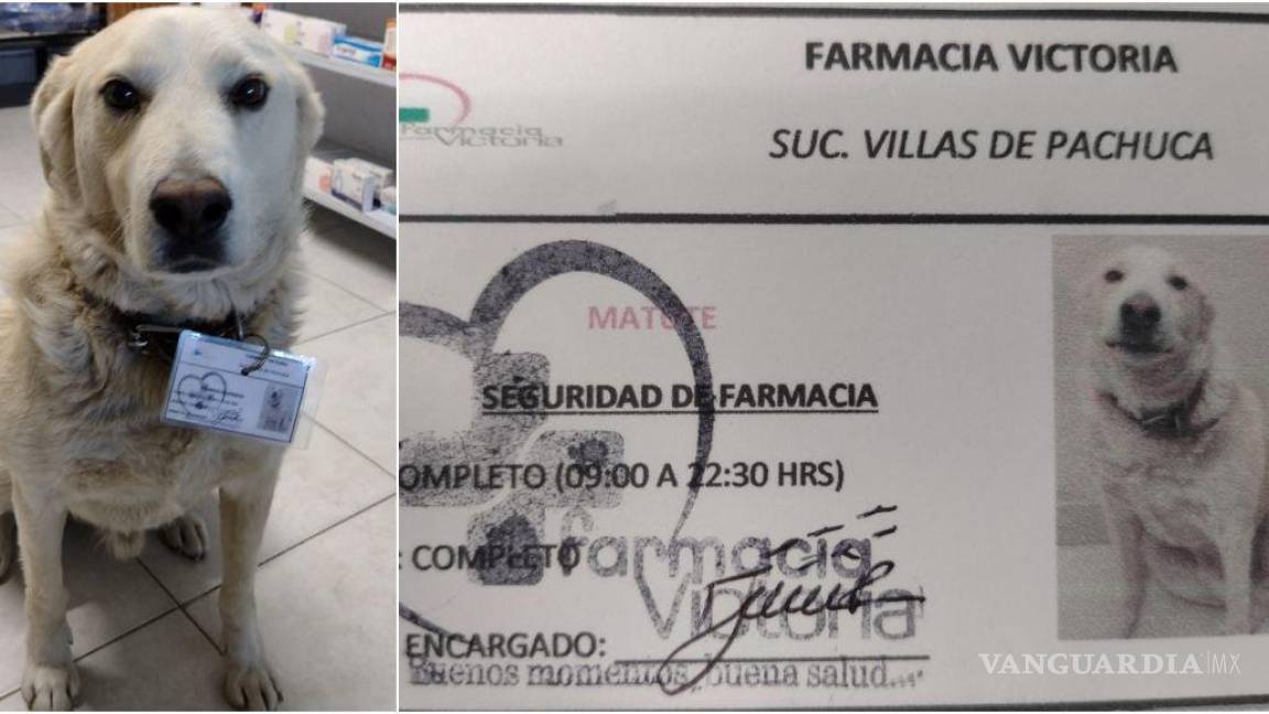 Cuidado con el perro: farmacia ‘contrata’ perrito para defender negocio en Pachuca