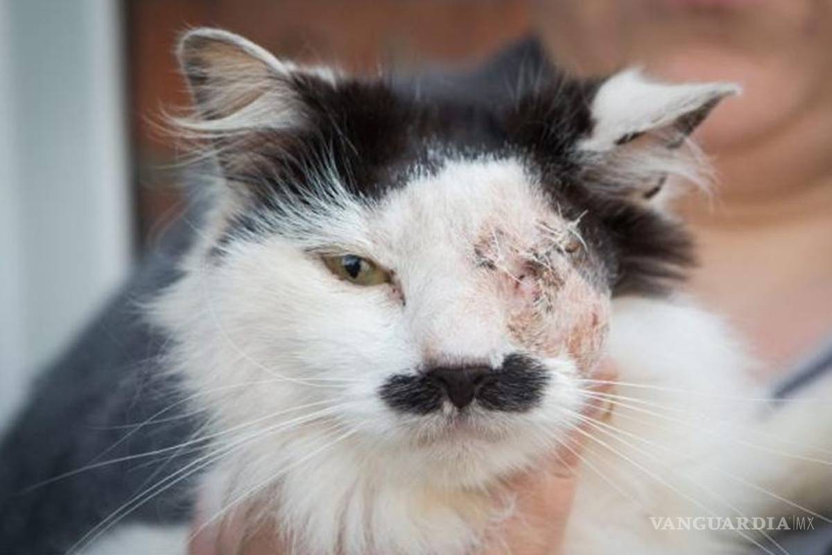 Atacan a gato por su 'parecido' con Hitler