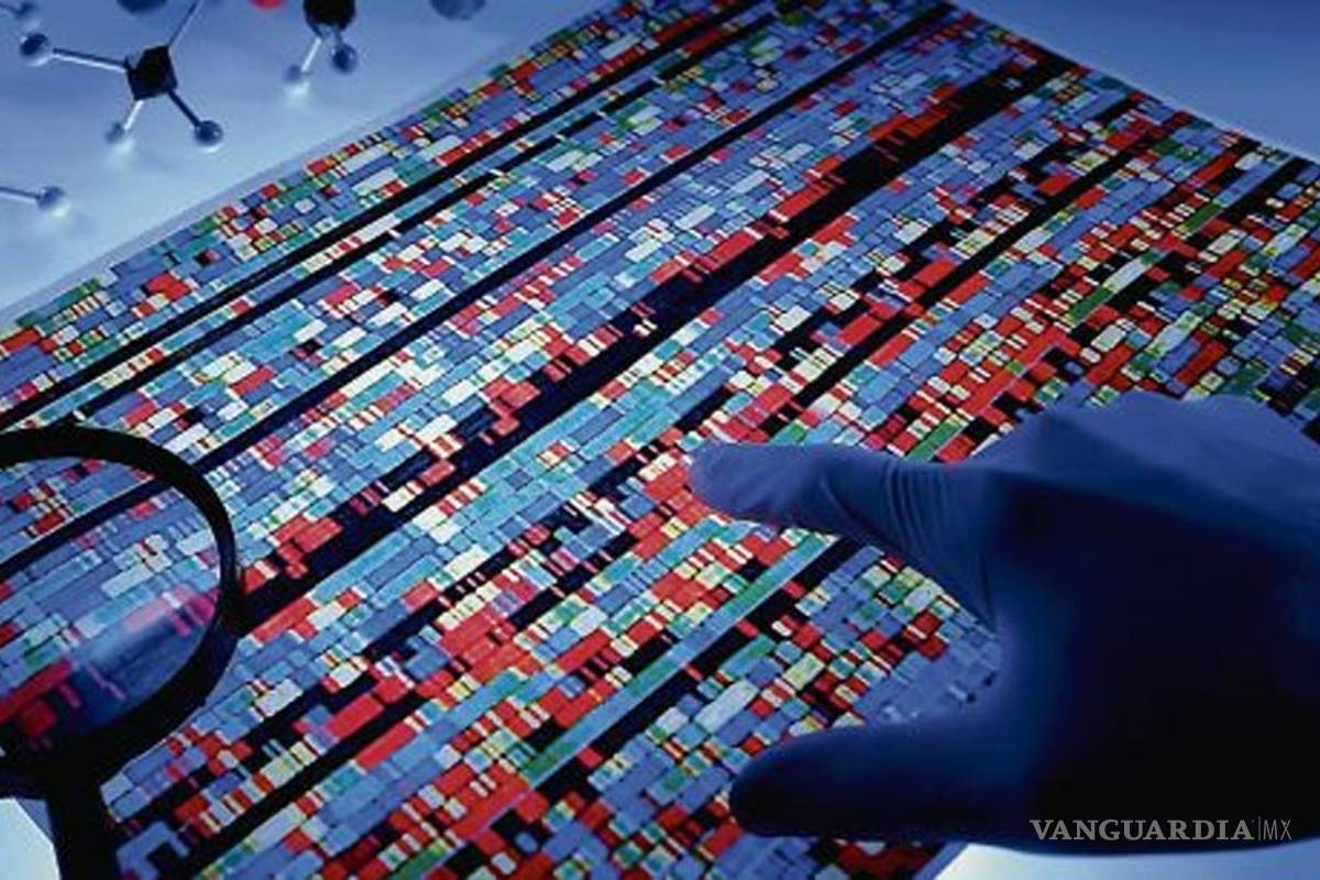 Descubren el mapa de los interruptores del genoma