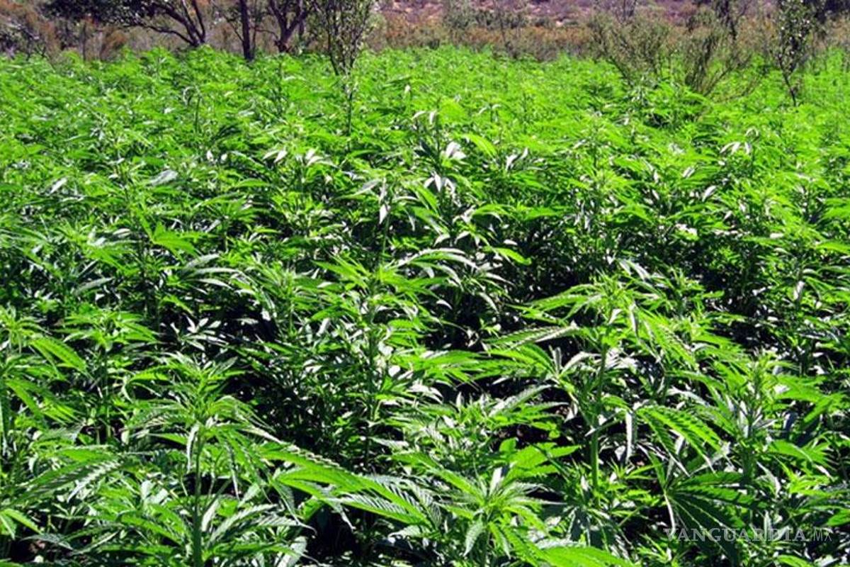Mariguana, energía alternativa a los combustibles fósiles