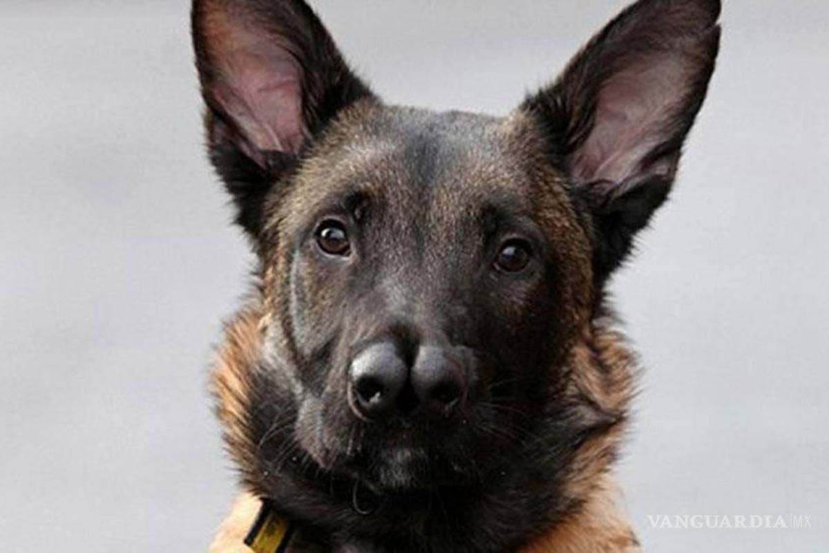 "Snuffles" ya tiene familia, el perro de dos narices que nadie quería