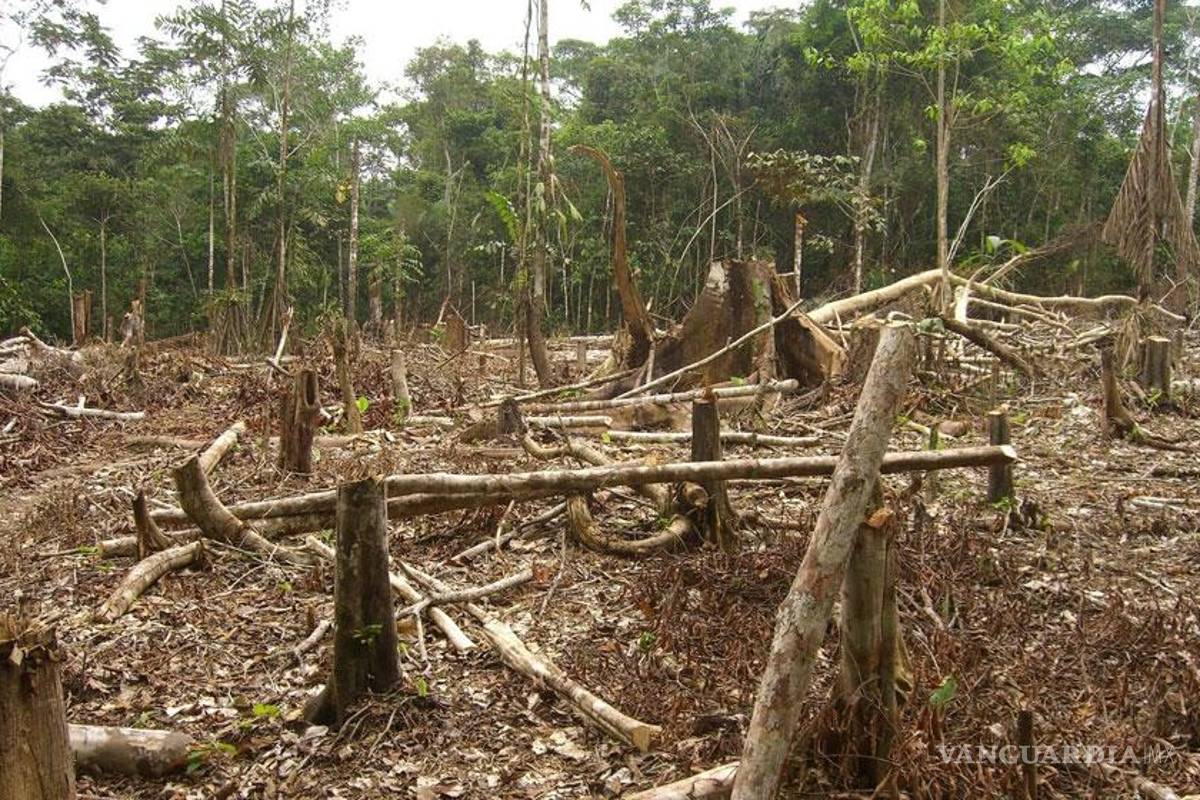 México, único país de la OCDE que pierde bosques y selvas