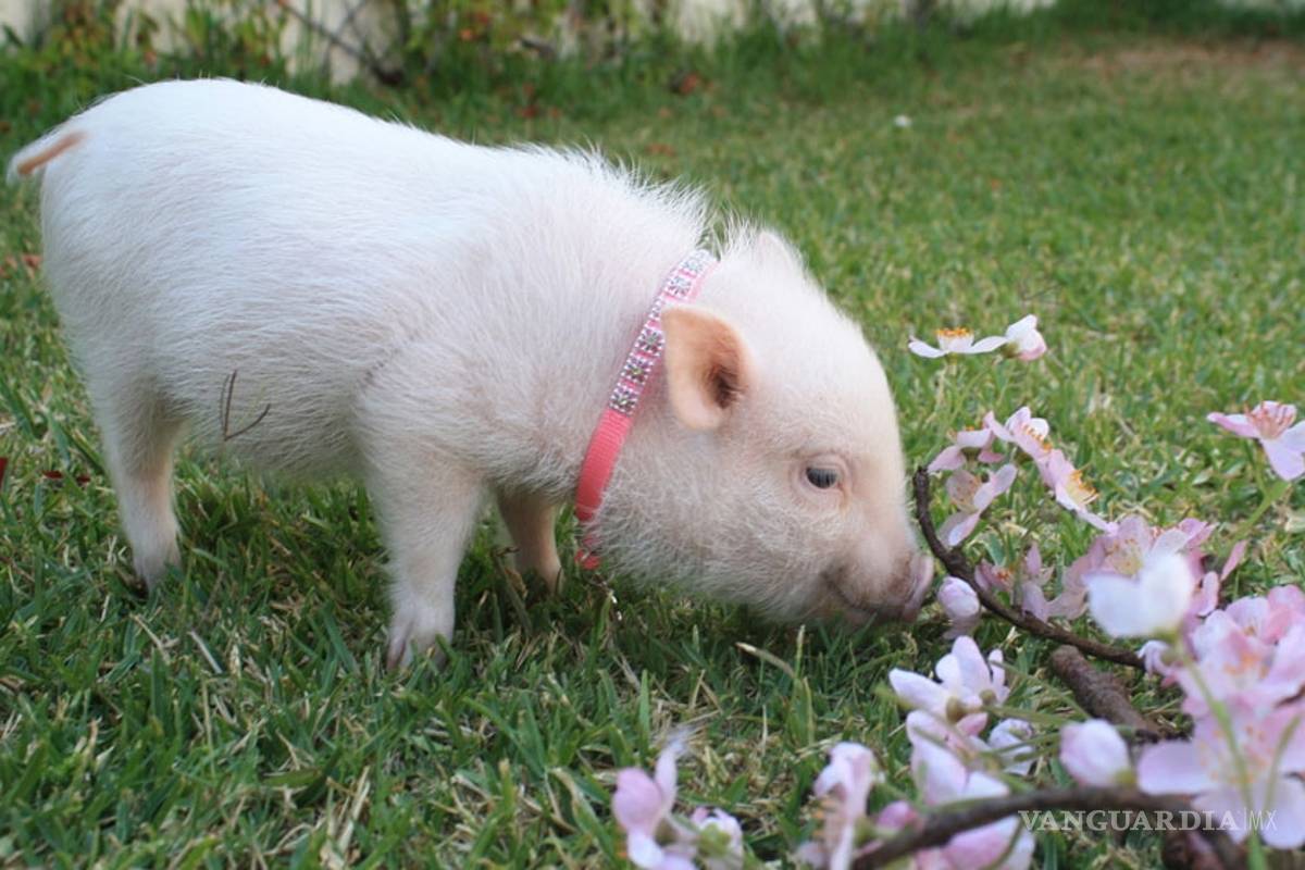 Guía rápida para cuidar mascotas exóticas