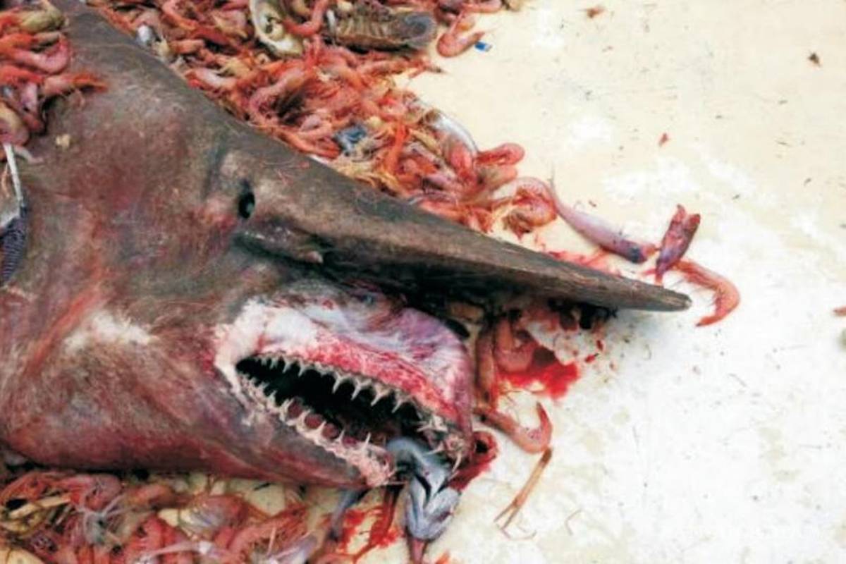 Hallan raro tiburón duende en Golfo de México