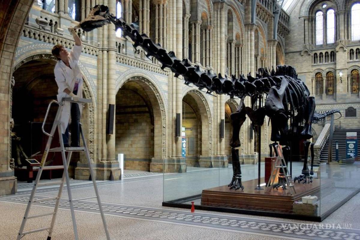 Museo de Historia Natural de Londres dice adiós a Dippy