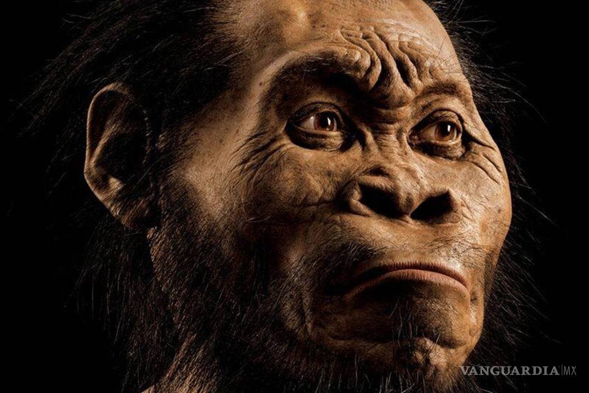 Descubren un nuevo antepasado del hombre: el Homo naledi