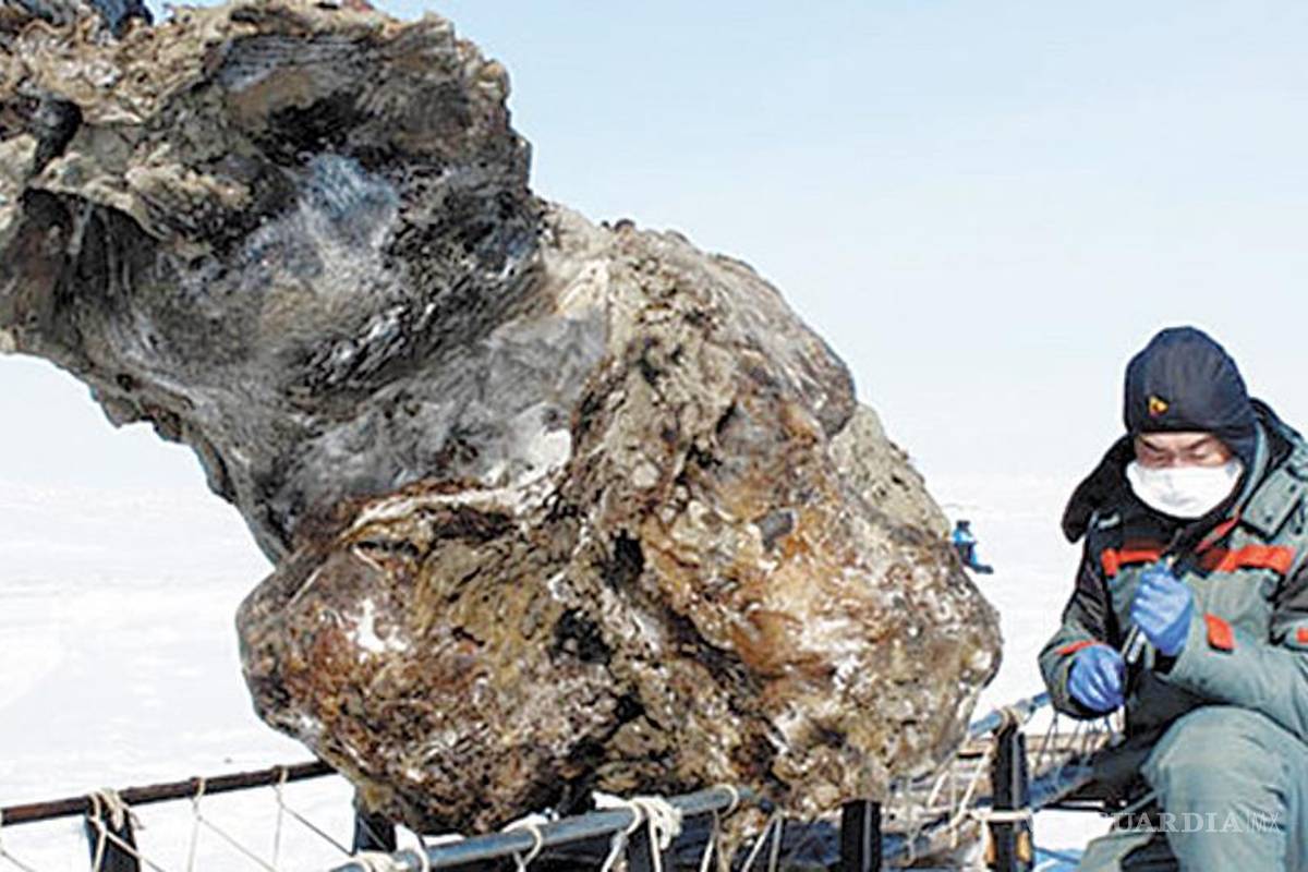 Hallan cadáver de mamut con sangre