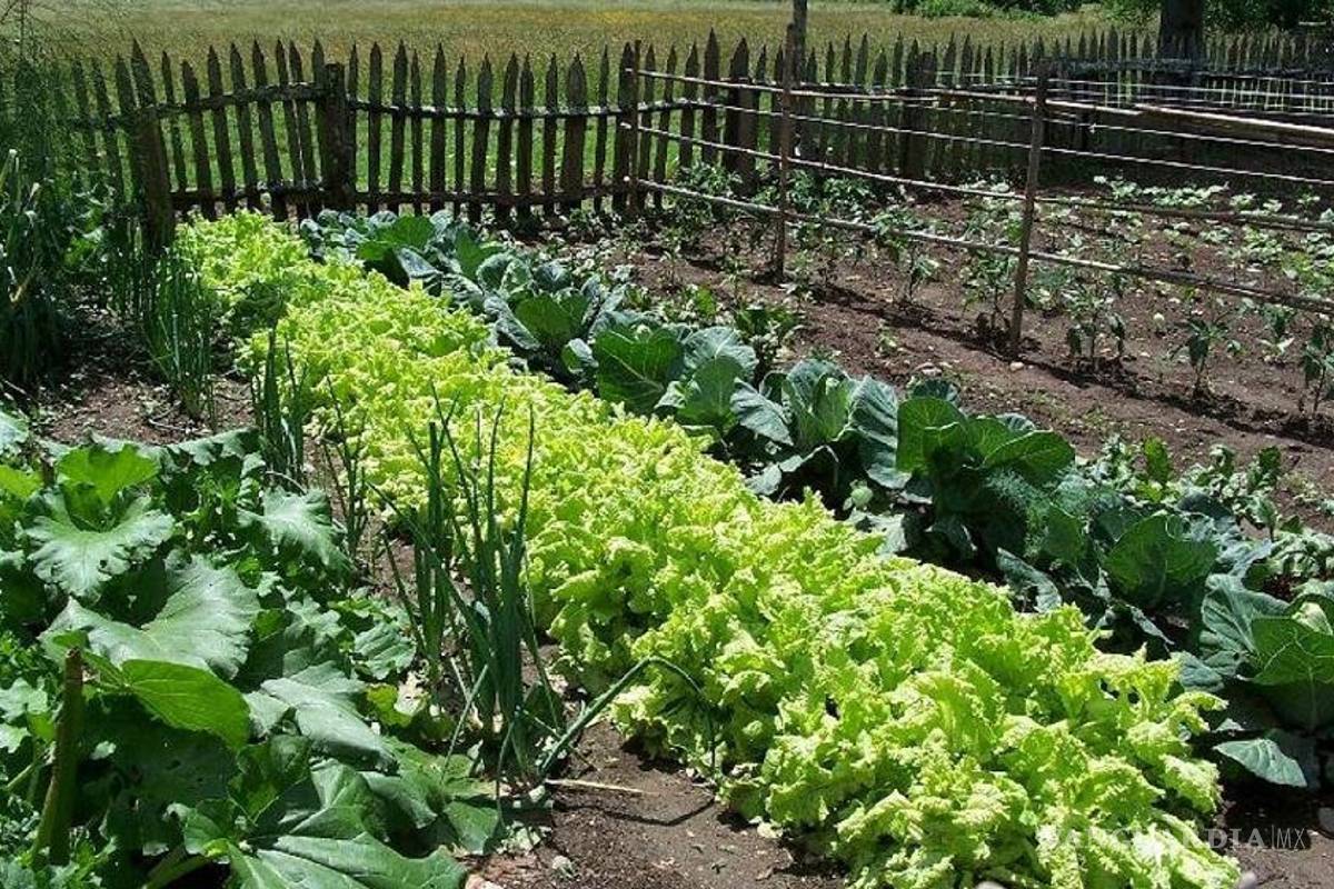 Invertebrados del suelo, auténticos ingenieros del ecosistema, evitan el uso de agroquímicos en huertos
