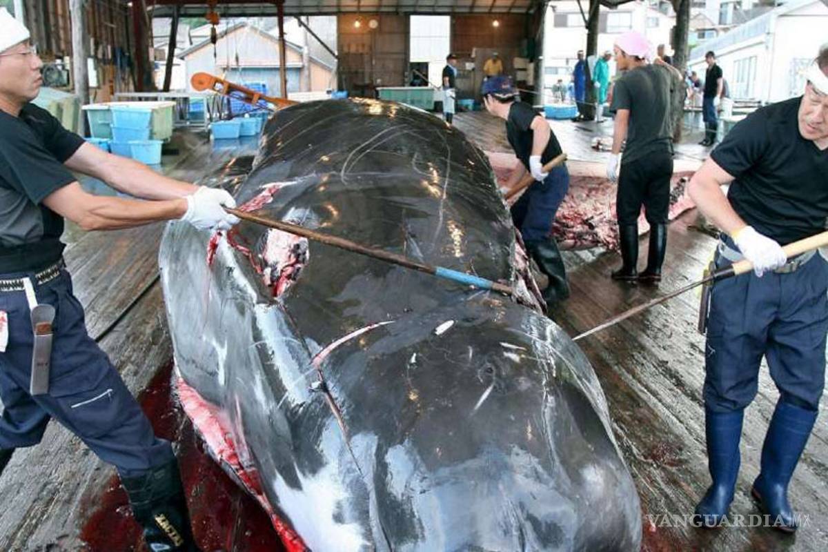 Hoy Japón vuelve a la caza de ballenas en la Antártida