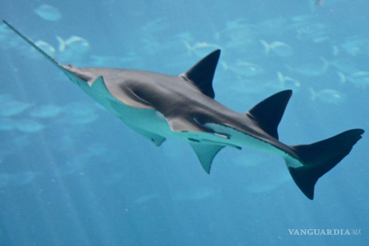 Hallan en Florida un grupo de peces sierra que se reproducen sin sexo