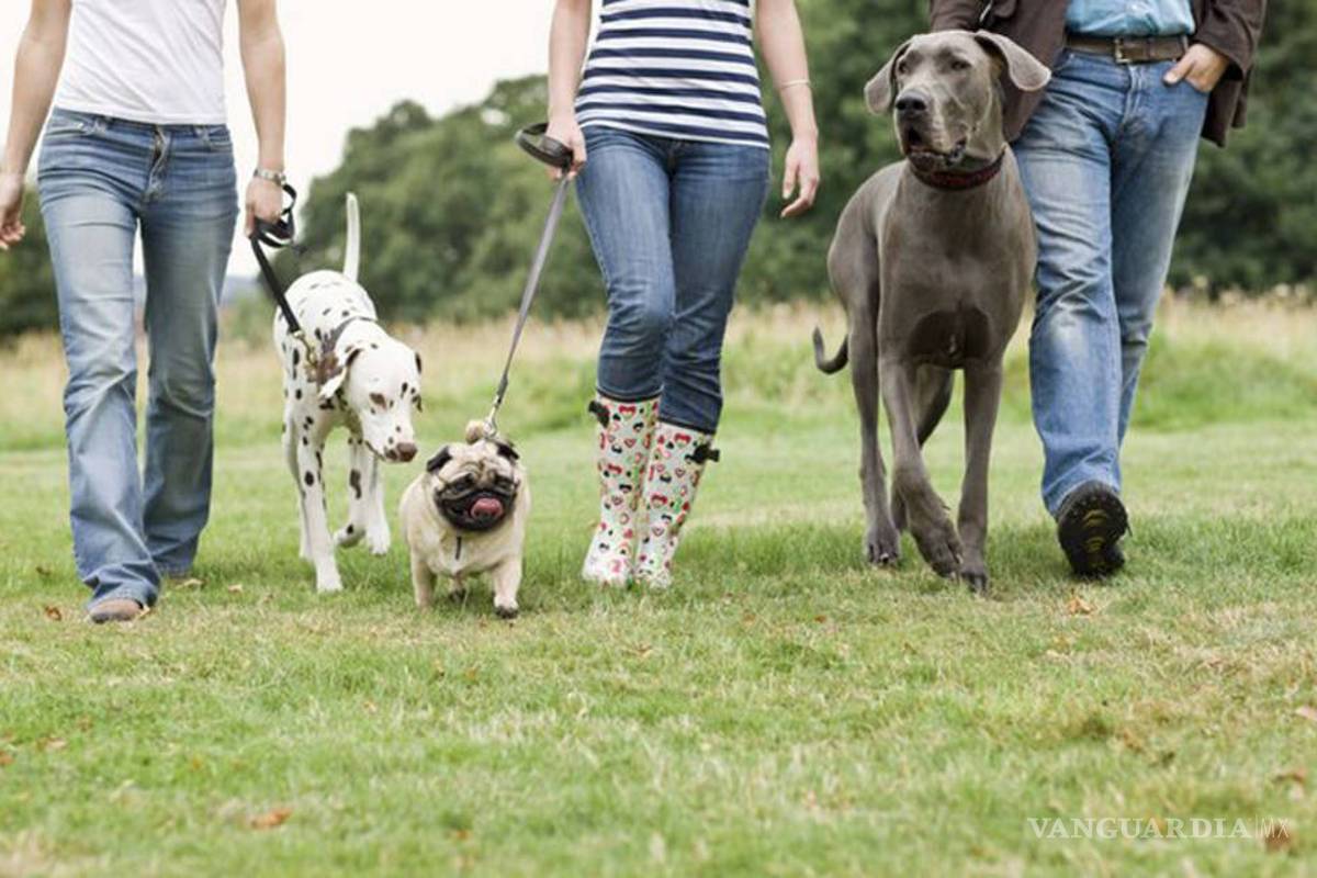 Invitan en Saltillo a campaña de esterilización de mascotas