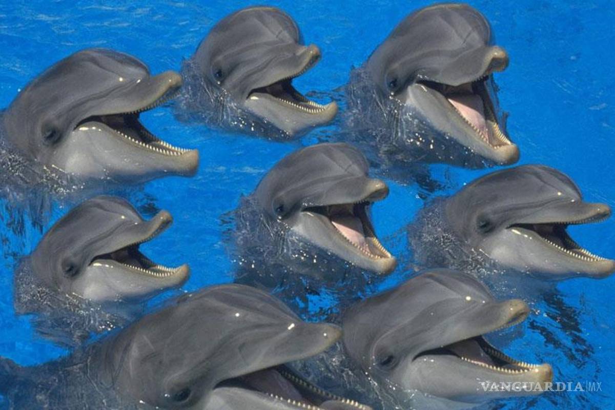 El delfín, el animal con más memoria