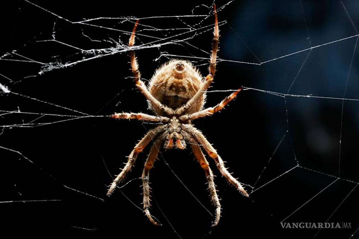 Alertan por arañas en los hogares de Nuevo León