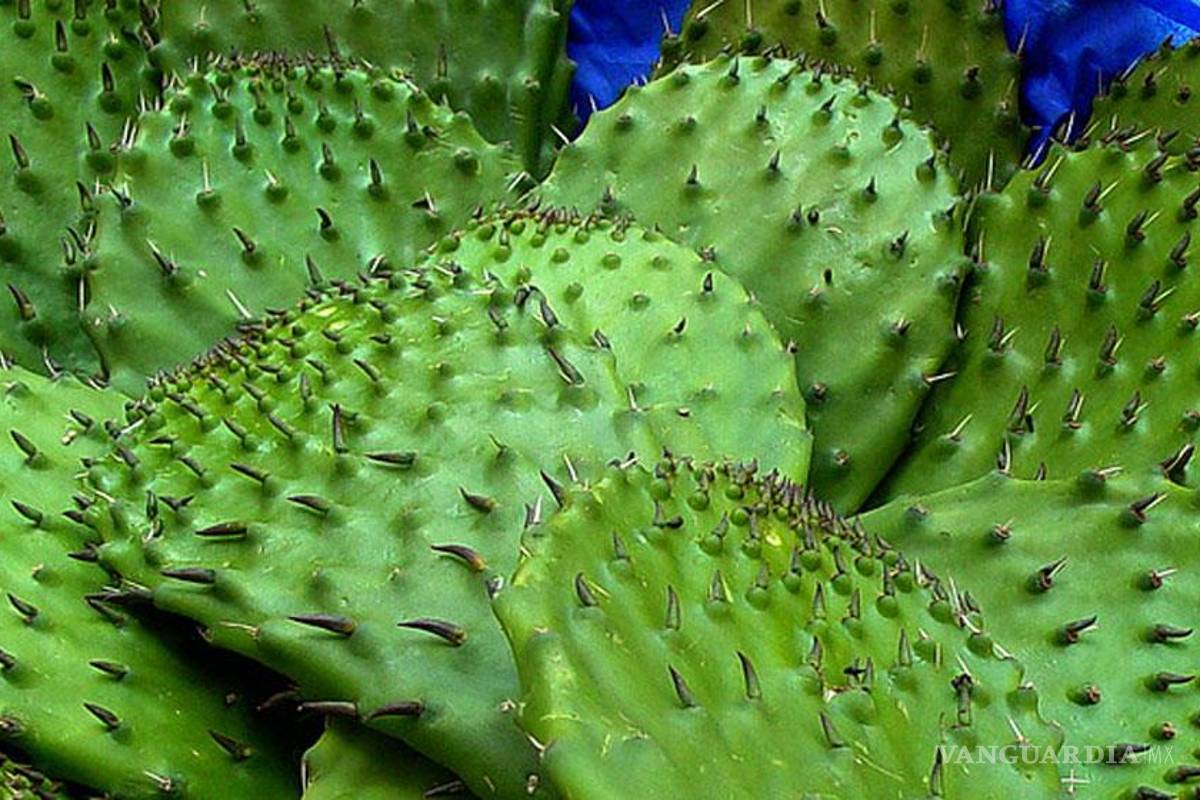 Crean cereal con nopal para combatir obesidad
