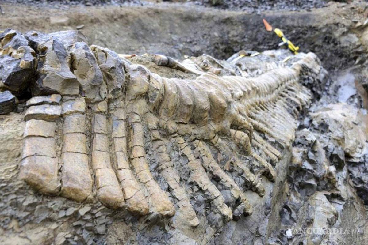 Rescatan cola de dinosaurio en General Cepeda, Coahuila