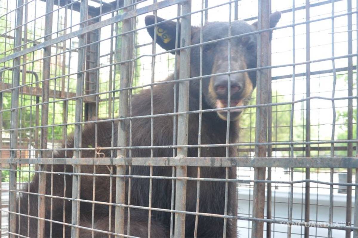 Localizan una osa en Club Campestre de Monterrey