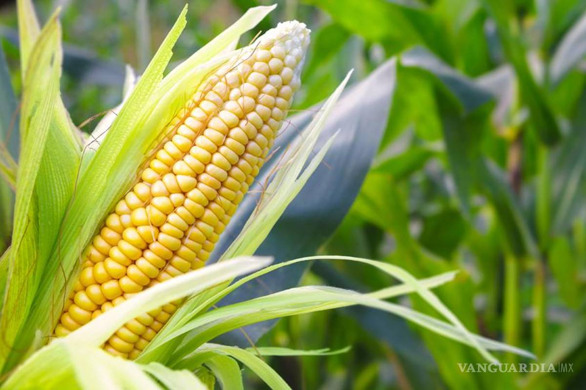 Prohíben a otra transnacional cultivar maíz transgénico en México