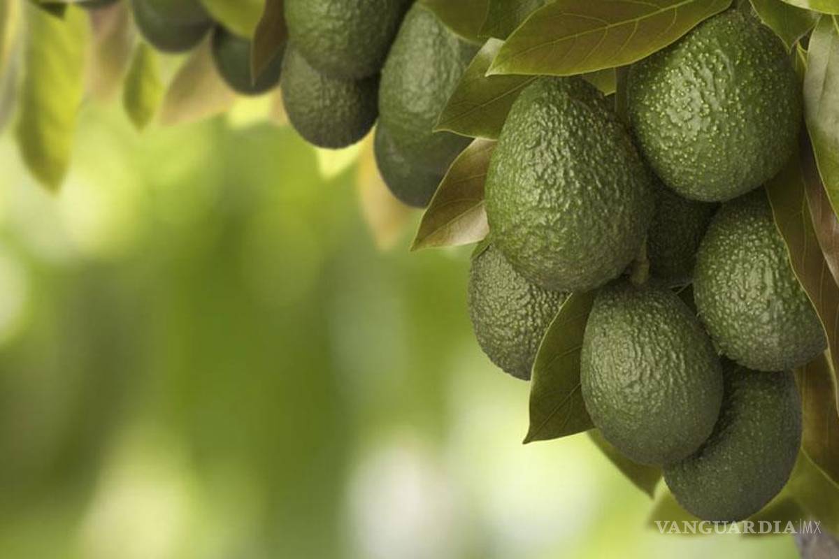 Los Templarios toman control del negocio del aguacate