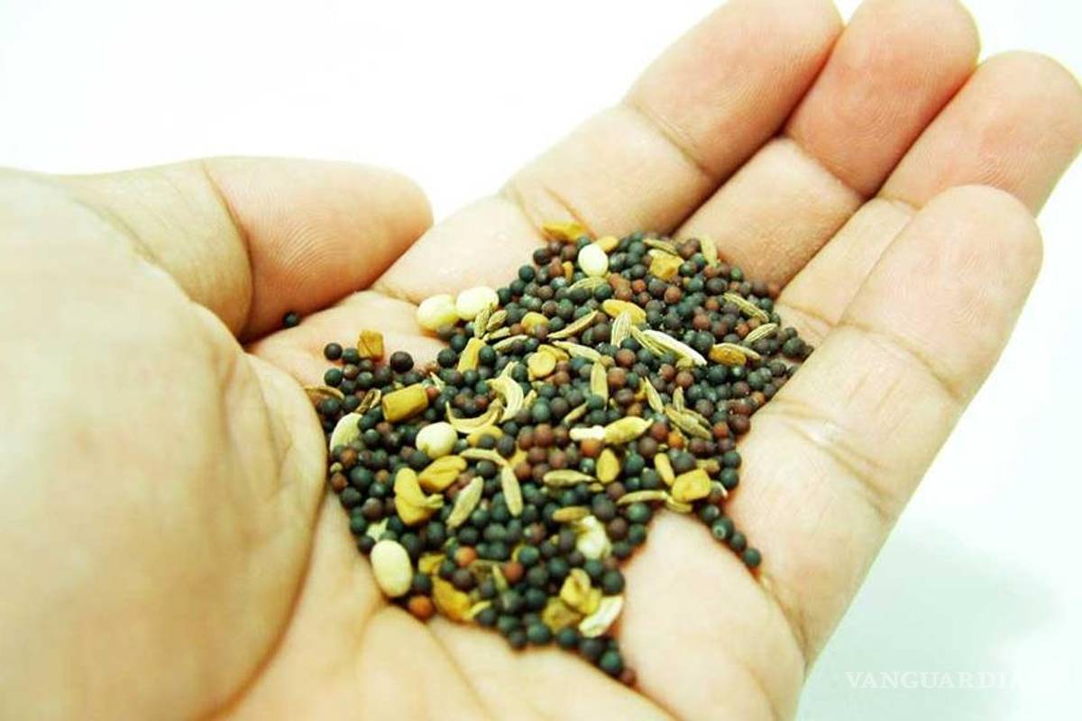 Siembra de maíz transgénico afectará salud y biodiversidad