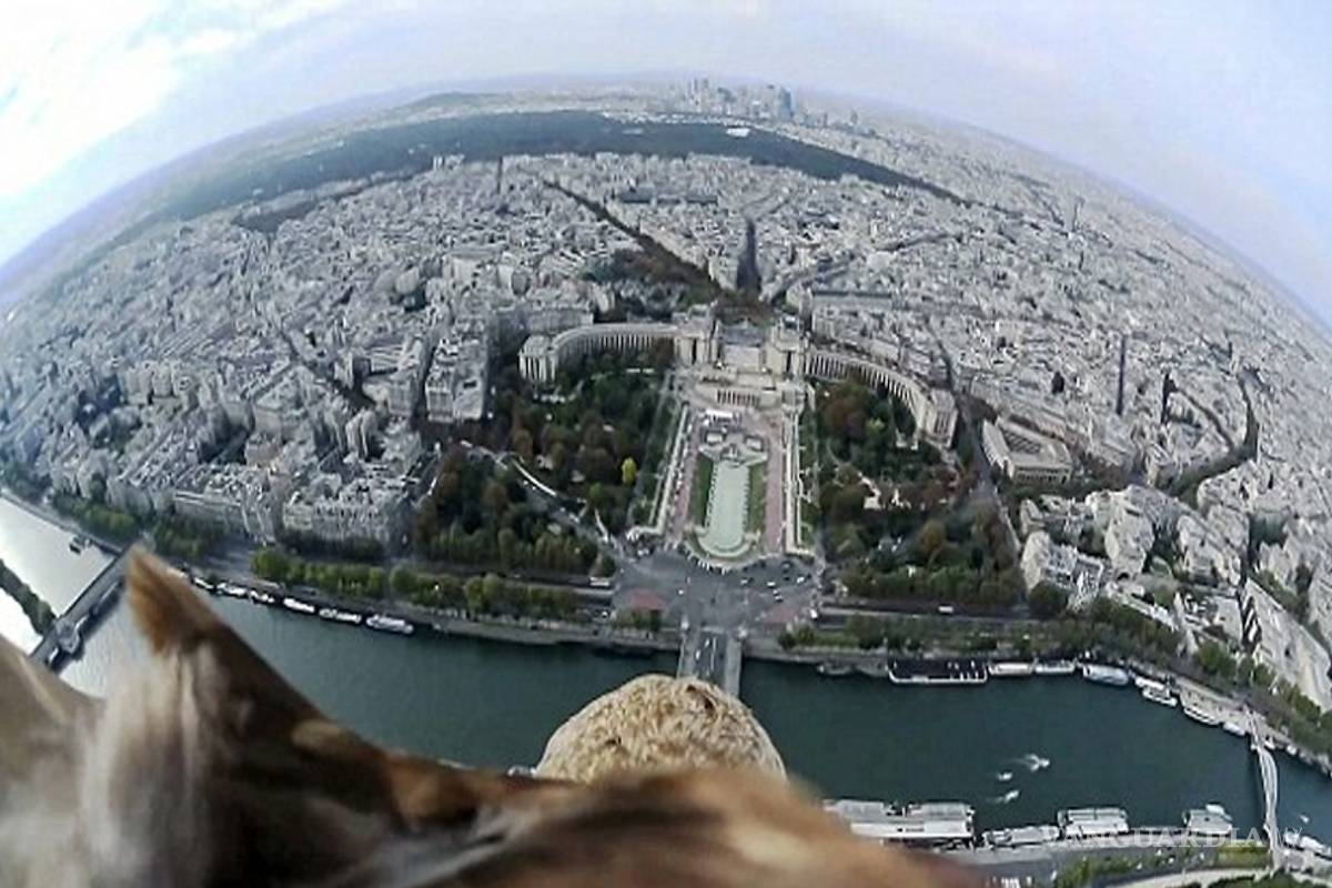 Video muestra el vuelo de un águila sobre el centro de París
